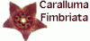 Caralluma Fimbriata