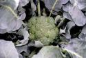 Broccoli Garden Salad Photo